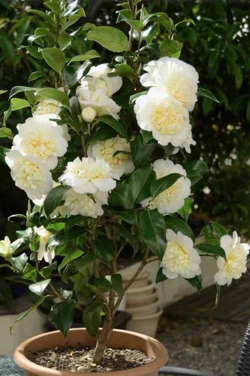Brushfield Yellow Camellia Japonica - 6 Pack Of 1 Gallon Pots 5 Brushfield Yellow Camellia Japonica - 6 Pack Of 1 Gallon Pots - Image 5