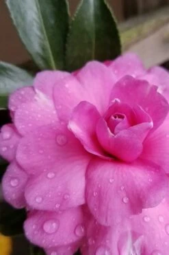 Chansonette Dwarf Weeping Camellia Sasanqua - 3 Gallon Pot -Garden Plants Camellia Chansonette 4