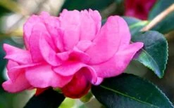 Chansonette Dwarf Weeping Camellia Sasanqua - 1 Gallon Pot -Garden Plants Camellia Chansonette 5 1
