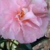 Cotton Candy Camellia Sasanqua - 6 Pack Of 1 Gallon Pots