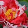 Sacred Dance Camellia Japonica 'Daikagura' - 3 Gallon Pot