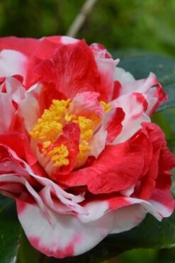 Sacred Dance Camellia Japonica 'Daikagura' - 3 Gallon Pot