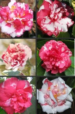 Sacred Dance Camellia Japonica 'Daikagura' - 3 Gallon Pot -Garden Plants Camellia Daikagura Colors 500x750 1