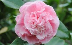 Debutante Pink Camellia Japonica - 3 Gallon Pot -Garden Plants Camellia Debutante Closeup Flower 3 1