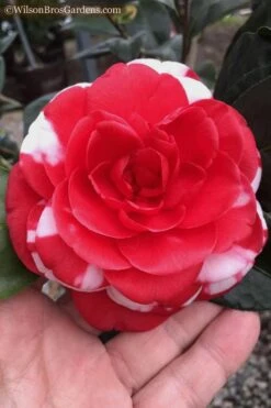 Dixie Knight Supreme Camellia Japonica - 3 Gallon Pot -Garden Plants Camellia Dixie Knight 10