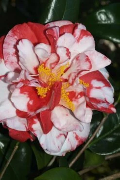Dixie Knight Supreme Camellia Japonica - 3 Gallon Pot -Garden Plants Camellia Dixie Knight Supreme 67