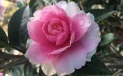 Dream Weaver Camellia Sasanqua - 3 Gallon Pot -Garden Plants Camellia Dreamweaver 1