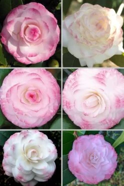 Grace Albritton Camellia Japonica - 1 Gallon Pot 7 Grace Albritton Camellia Japonica - 1 Gallon Pot -Garden Plants Camellia Grace Albritton 4