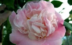 High Fragrance Camellia Hybrid - 3 Gallon Pot 7 High Fragrance Camellia Hybrid - 3 Gallon Pot -Garden Plants Camellia High Fragrance 5