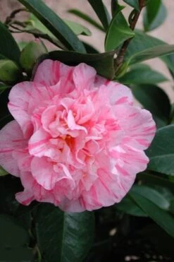 Kick Off Camellia Japonica - 3 Gallon Pot