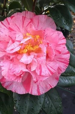 Kick Off Camellia Japonica - 3 Gallon Pot -Garden Plants Camellia Kick Off 3