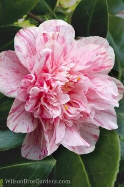 Kick Off Camellia Japonica - 3 Gallon Pot -Garden Plants Camellia Kick Off 4