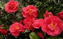 Kramers Supreme Red Double Camellia Japonica - 3 Gallon Pot 8 Kramers Supreme Red Double Camellia Japonica - 3 Gallon Pot -Garden Plants Camellia Kramers Supreme 52