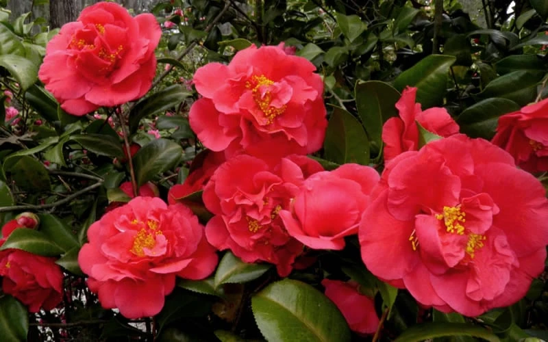 Kramers Supreme Red Double Camellia Japonica - 3 Gallon Pot 4 Kramers Supreme Red Double Camellia Japonica - 3 Gallon Pot - Image 4