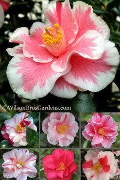 Lady Vansittart Multicolor Camellia Japonica - 2 Gallon Pot -Garden Plants Camellia Lady Vansittart 500x750 1