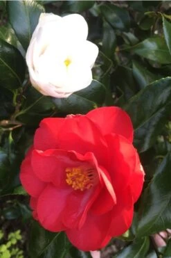 Lady Vansittart Multicolor Camellia Japonica - 2 Gallon Pot -Garden Plants Camellia Lady Vansittart Red Flower 1