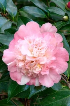 Look Again Camellia Japonica - 1 Gallon Pot -Garden Plants Camellia Look Again 1