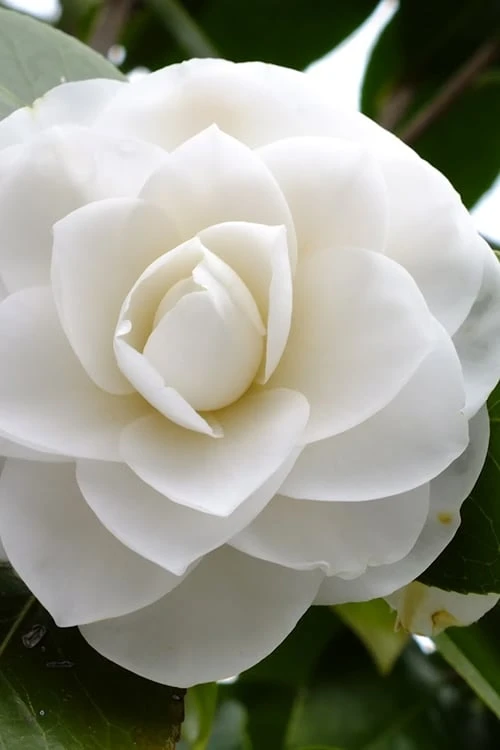 Morning Glow Camellia Japonica - 3 Gallon Pot 1 Morning Glow Camellia Japonica - 3 Gallon Pot