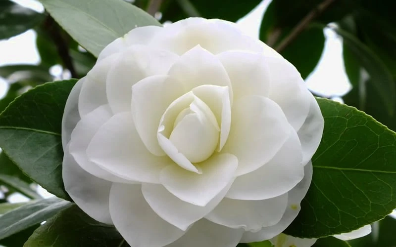 Morning Glow Camellia Japonica - 3 Gallon Pot 4 Morning Glow Camellia Japonica - 3 Gallon Pot - Image 4