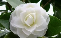 Morning Glow Camellia Japonica - 1 Gallon Pot -Garden Plants Camellia Morning Glow 800x500 2