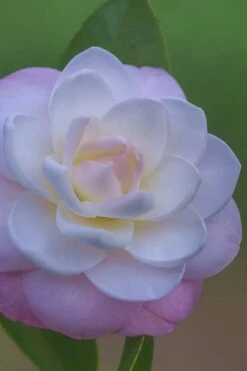 October Affair Camellia Japonica - 1 Gallon Pot 10 October Affair Camellia Japonica - 1 Gallon Pot -Garden Plants Camellia October Affair 6