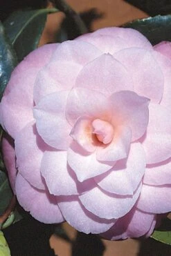 October Affair Camellia Japonica - 1 Gallon Pot 11 October Affair Camellia Japonica - 1 Gallon Pot -Garden Plants Camellia October Affair 8