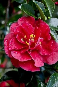 October Magic Ruby Camellia - 2 Gallon Pot -Garden Plants Camellia October Magic Ruby 23
