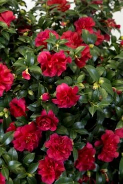 October Magic Ruby Camellia - 2 Gallon Pot -Garden Plants Camellia October Magic Ruby 27