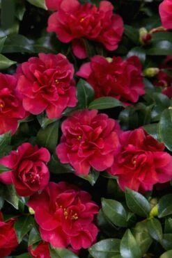 October Magic Ruby Camellia - 2 Gallon Pot -Garden Plants Camellia October Magic Ruby 28