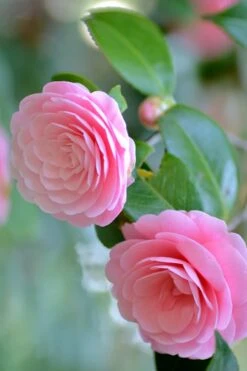 Otome Pink Camellia Japonica - 1 Gallon Pot 9 Otome Pink Camellia Japonica - 1 Gallon Pot -Garden Plants Camellia Otome 1