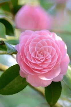 Otome Pink Camellia Japonica - 1 Gallon Pot 8 Otome Pink Camellia Japonica - 1 Gallon Pot -Garden Plants Camellia Otome 2
