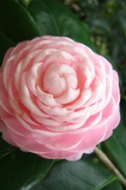 Pink Perfection Camellia Japonica - 6 Pack Of 1 Gallon Pots -Garden Plants Camellia Pink Perfection 27
