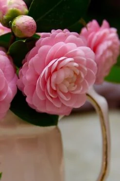 Pink Perfection Camellia Japonica - 6 Pack Of 1 Gallon Pots -Garden Plants Camellia Pink Perfection 29