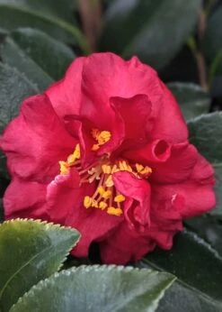 Reverend Ida Red ShiShi Gashira Dwarf Camellia Sasanqua - 1 Gallon Pot -Garden Plants Camellia Reverend Ida 3 1