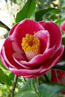 Sadaharu Oh Camellia - 7 Gallon Pot (3-4') -Garden Plants Camellia Sadaharu Oh 6