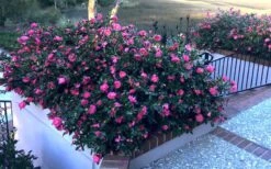 Shishi Gashira Dwarf Camellia Sasanqua - 1 Gallon Pot -Garden Plants Camellia Shishi Gashira 33