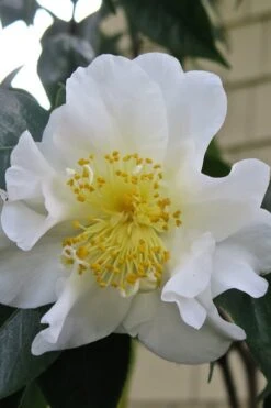 Silver Waves Camellia Japonica - 3 Gallon Pot -Garden Plants Camellia Silver Waves 6