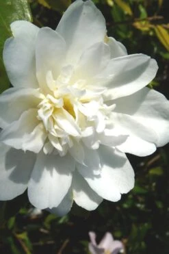 Snow Flurry Cold Hardy Camellia Hybrid - 1 Gallon Pot 10 Snow Flurry Cold Hardy Camellia Hybrid - 1 Gallon Pot -Garden Plants Camellia Snow Flurry 2