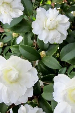 Snow Flurry Cold Hardy Camellia Hybrid - 1 Gallon Pot 13 Snow Flurry Cold Hardy Camellia Hybrid - 1 Gallon Pot -Garden Plants Camellia Snow Flurry 6