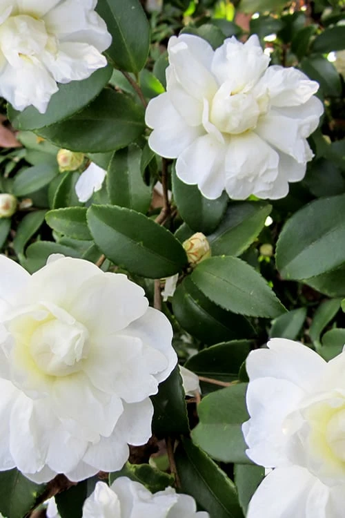 Snow Flurry Cold Hardy Camellia Hybrid - 1 Gallon Pot 7 Snow Flurry Cold Hardy Camellia Hybrid - 1 Gallon Pot - Image 7