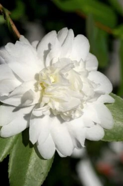 Snow Flurry Cold Hardy Camellia Hybrid - 1 Gallon Pot 11 Snow Flurry Cold Hardy Camellia Hybrid - 1 Gallon Pot -Garden Plants Camellia Snow Flurry 8