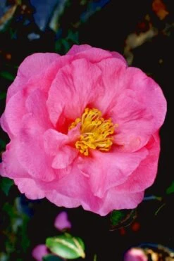 Stephanie Golden Dwarf Camellia Sasanqua - 1 Gallon Pot 9 Stephanie Golden Dwarf Camellia Sasanqua - 1 Gallon Pot -Garden Plants Camellia Stephanie Golden 12