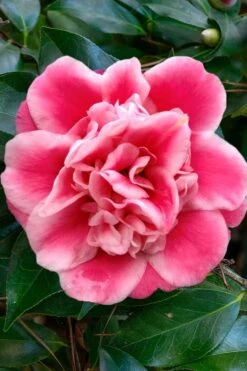 Tama Bambino Camellia Japonica - 1 Gallon Pot -Garden Plants Camellia Tama Bambino 1