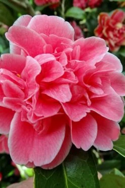 Tama Bambino Camellia Japonica - 1 Gallon Pot -Garden Plants Camellia Tama Bambino 10