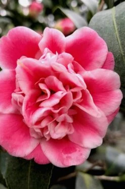 Tama Bambino Camellia Japonica - 1 Gallon Pot -Garden Plants Camellia Tama Bambino 11