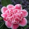 Tama Bambino Camellia Japonica - 1 Gallon Pot