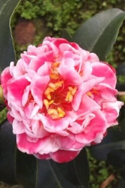 Tama Bambino Camellia Japonica - 1 Gallon Pot -Garden Plants Camellia Tama Bambino 2