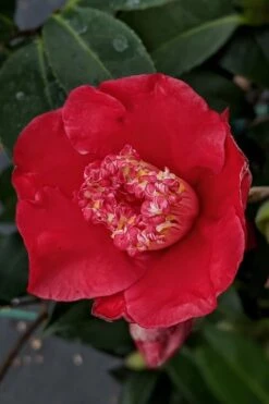 Tama Electra Camellia Japonica - 1 Gallon Pot -Garden Plants Camellia Tama Electra 10