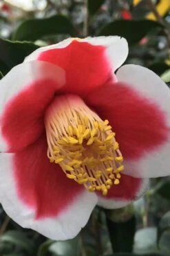 Tama No Ura Weeping Camellia Japonica - 1 Gallon Pot 11 Tama No Ura Weeping Camellia Japonica - 1 Gallon Pot -Garden Plants Camellia Tama No Ura 1