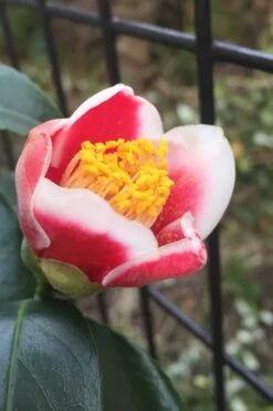 Tama No Ura Weeping Camellia Japonica - 1 Gallon Pot 13 Tama No Ura Weeping Camellia Japonica - 1 Gallon Pot -Garden Plants Camellia Tama No Ura 4